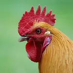 Ferienbauernhof Liesenberg Jagdreihenhaus Fuchs Hébergement de vacances