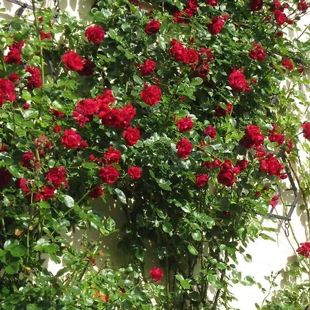 Nyaraló Ferienbauernhof Liesenberg Jagdreihenhaus Fuchs Fehmarn